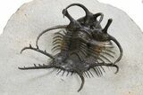 Spiny Ceratarges Trilobite - Huge & Top Quality #312738-4